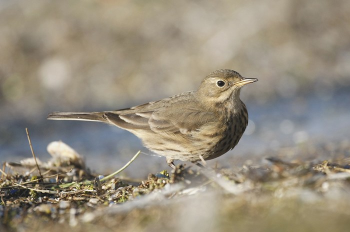 American Buff-bellied Pipit