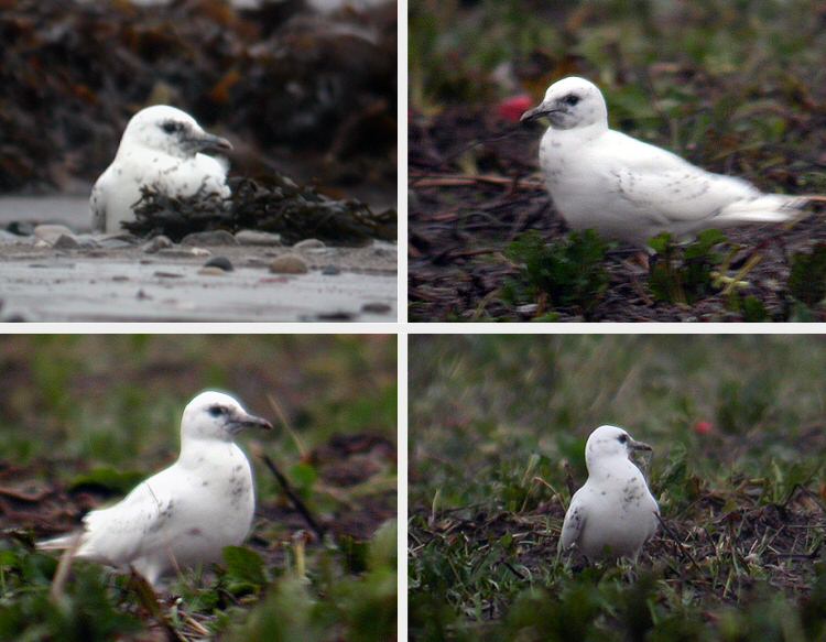 Ivory Gull