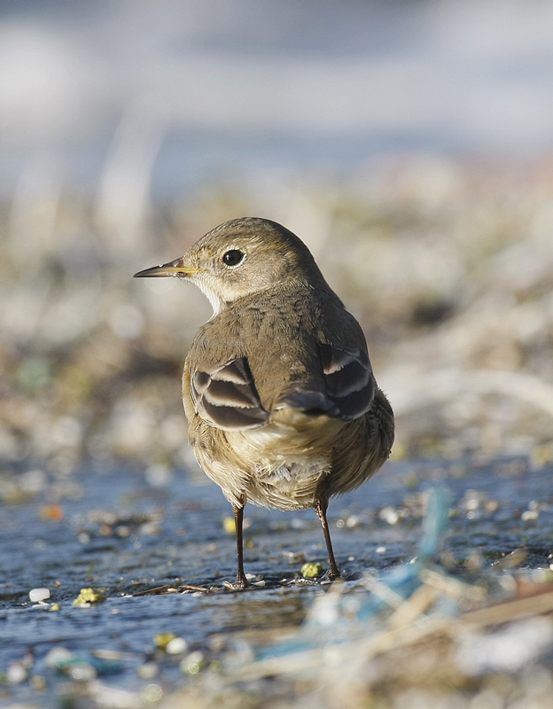 American Buff-bellied Pipit