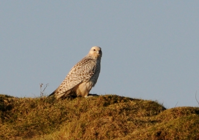 Gyr
