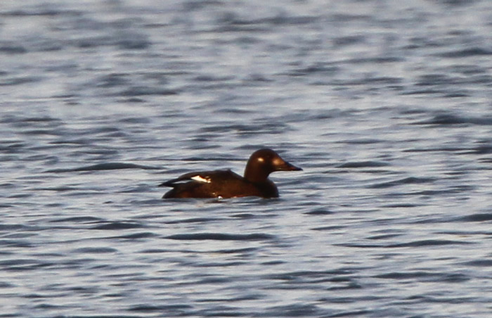 Velvet Scoter