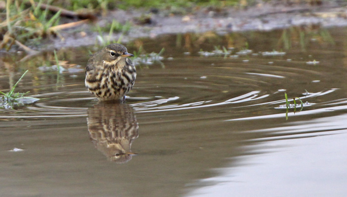 Rock Pipit