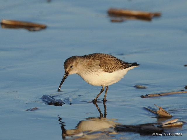 Dunlin