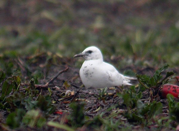 Ivory Gull