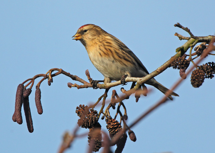 Lesser Redpoll