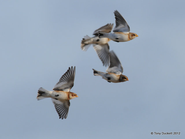 Snow Bunting