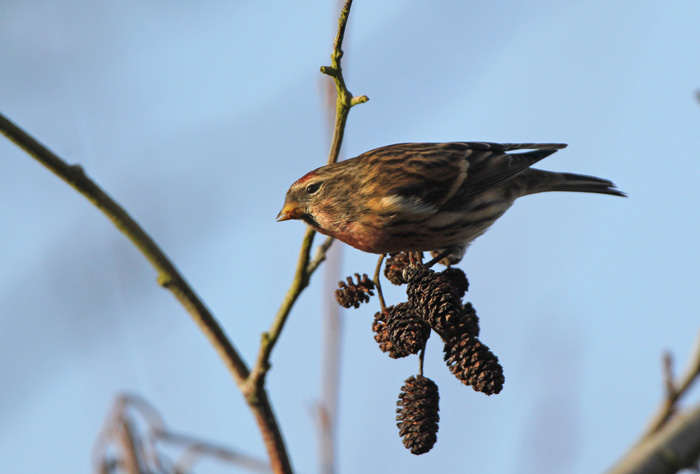 Lesser Redpoll