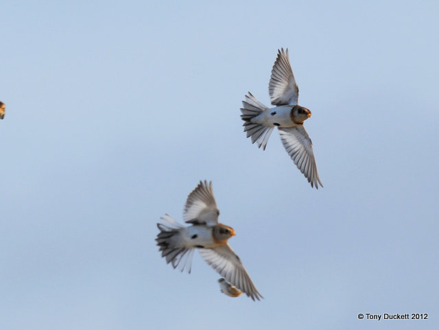 Snow Bunting