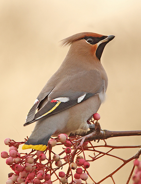 Waxwing