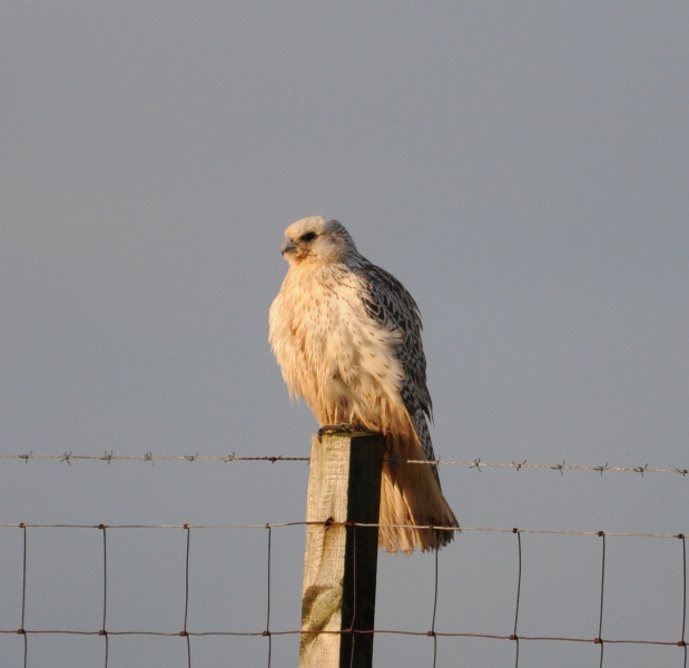 Gyr