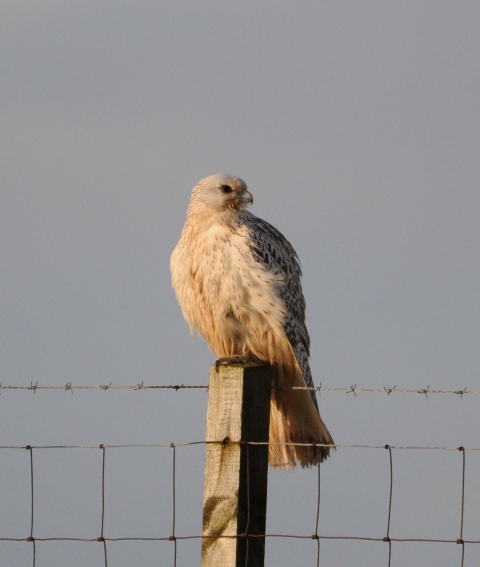 Gyr