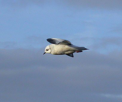 Ross's Gull