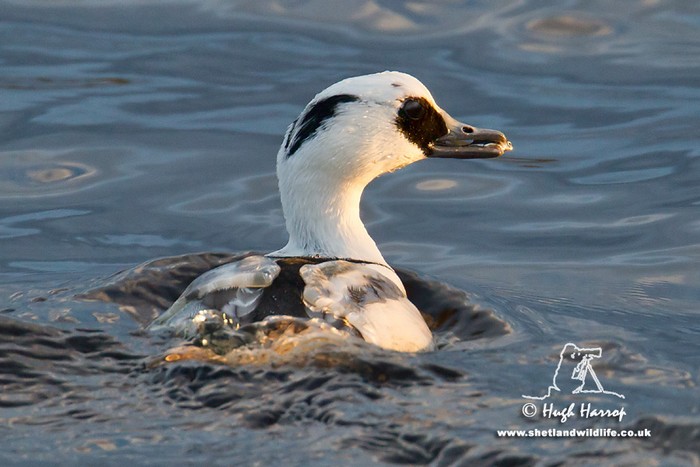 Smew