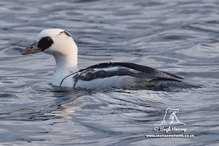 Smew