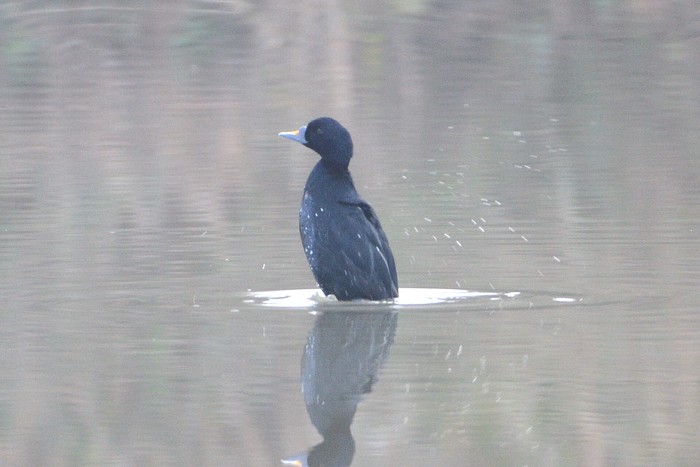 Common Scoter