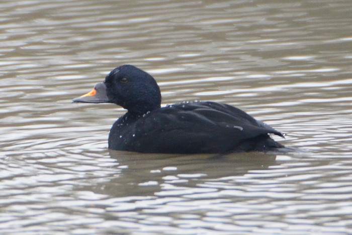 Common Scoter