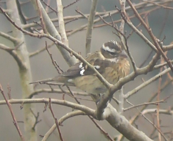 Rose-breasted Grosbeak