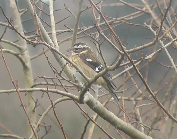Rose-breasted Grosbeak