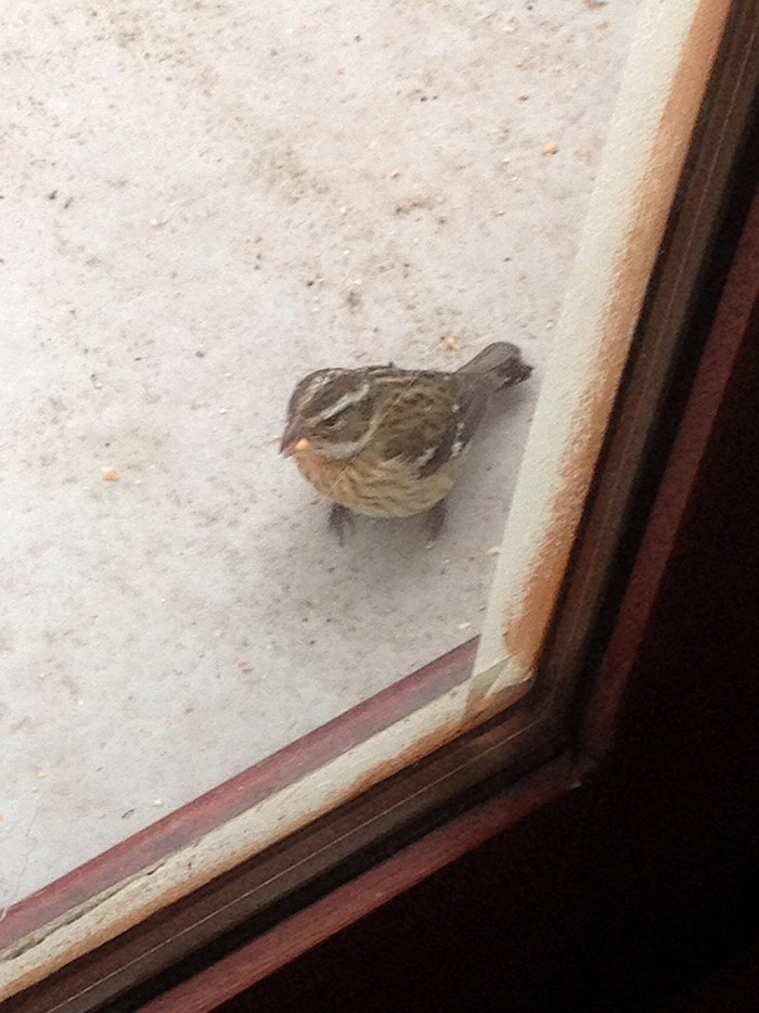Rose-breasted Grosbeak