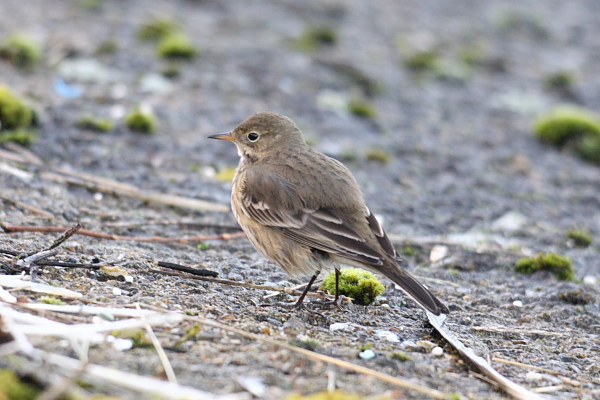 American Buff-bellied Pipit