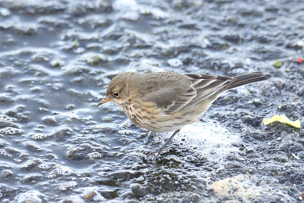 American Buff-bellied Pipit