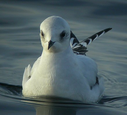 Ross's Gull