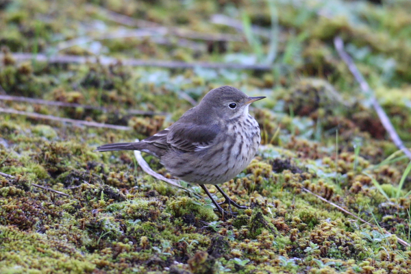 American Buff-bellied Pipit