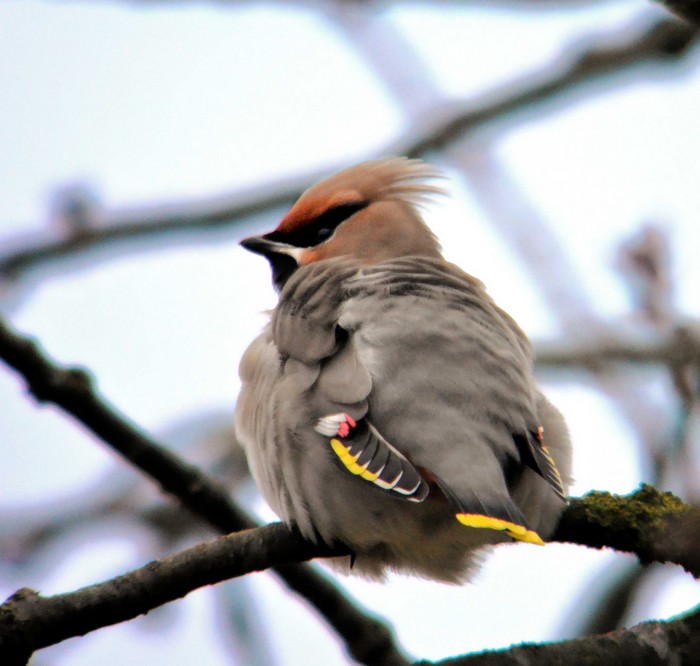 Waxwing