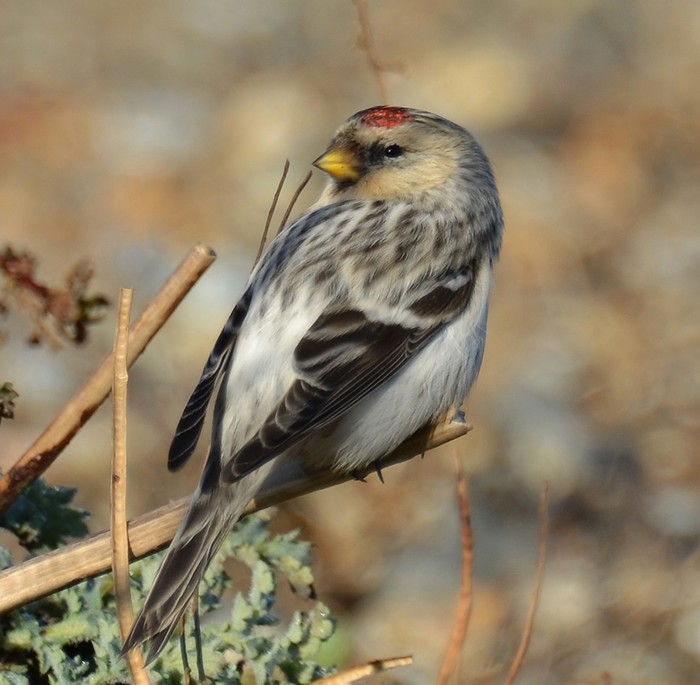 Hornemann's Arctic Redpoll