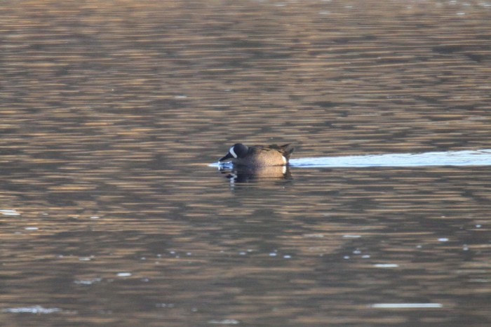 Blue-winged Teal