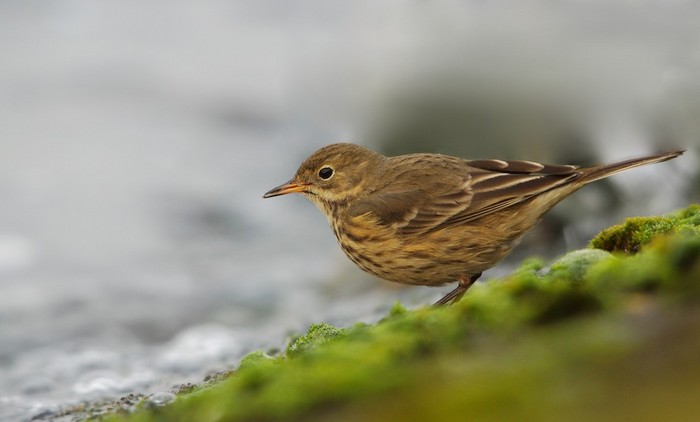 American Buff-bellied Pipit