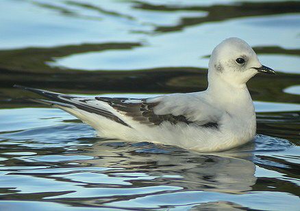 Ross's Gull