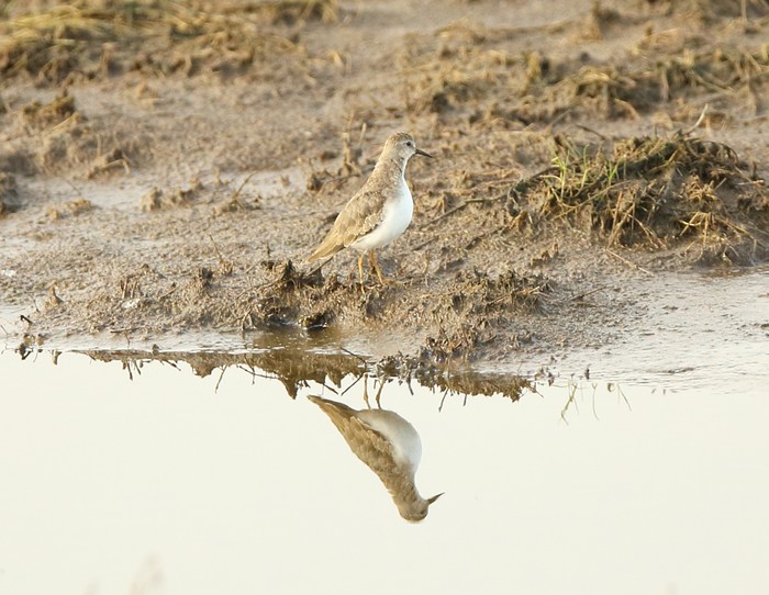 Temminck's Stint