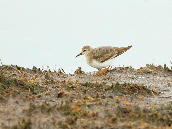 Temminck's Stint
