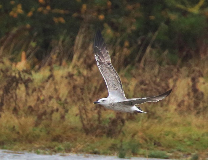 Yellow-legged Gull