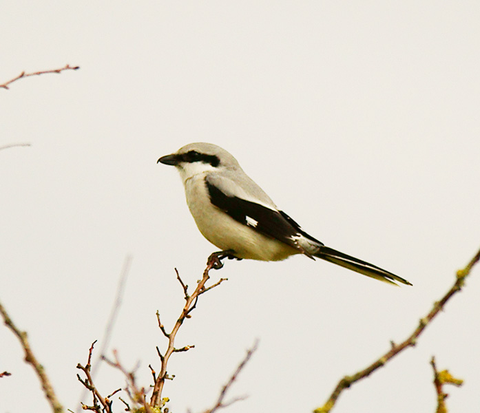 Great Grey Shrike