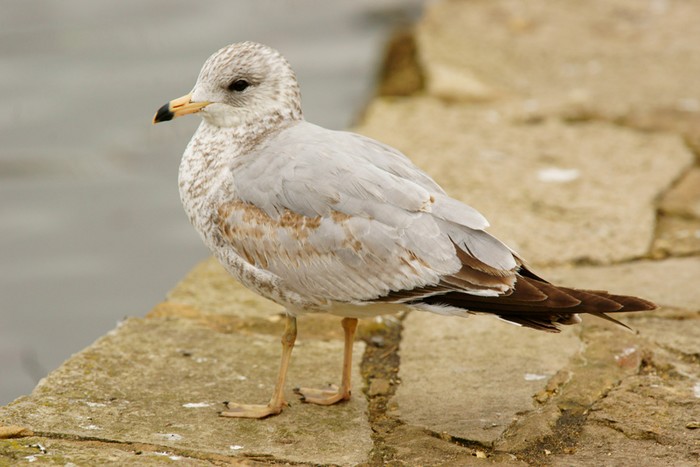 Ring-billed Gull