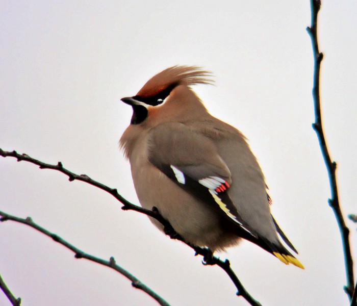 Waxwing
