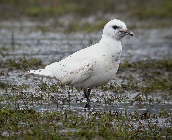 Ivory Gull