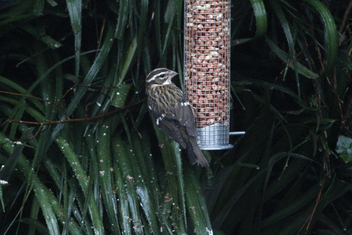 Rose-breasted Grosbeak