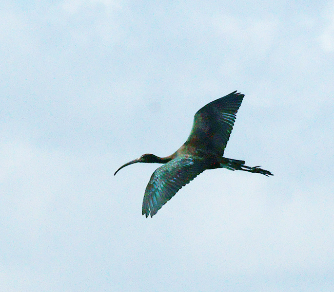 Glossy Ibis