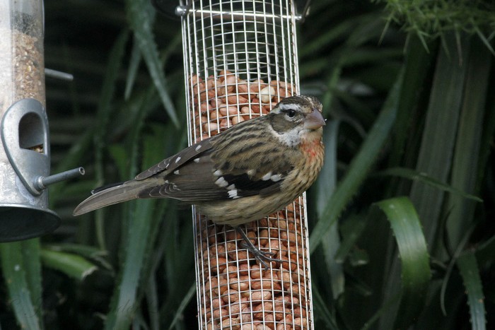 Rose-breasted Grosbeak