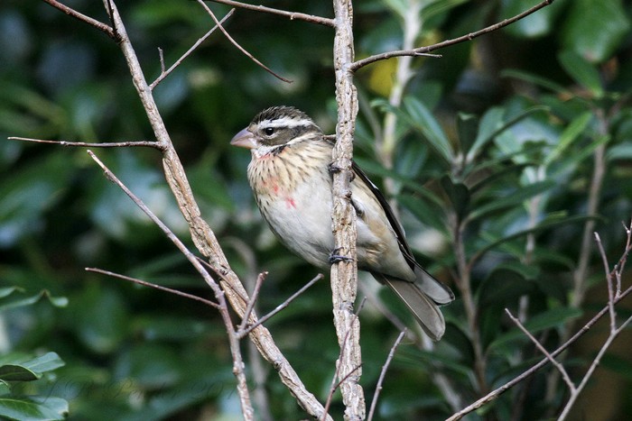 Rose-breasted Grosbeak