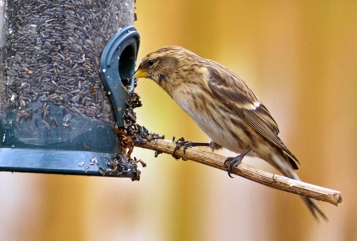 Lesser Redpoll