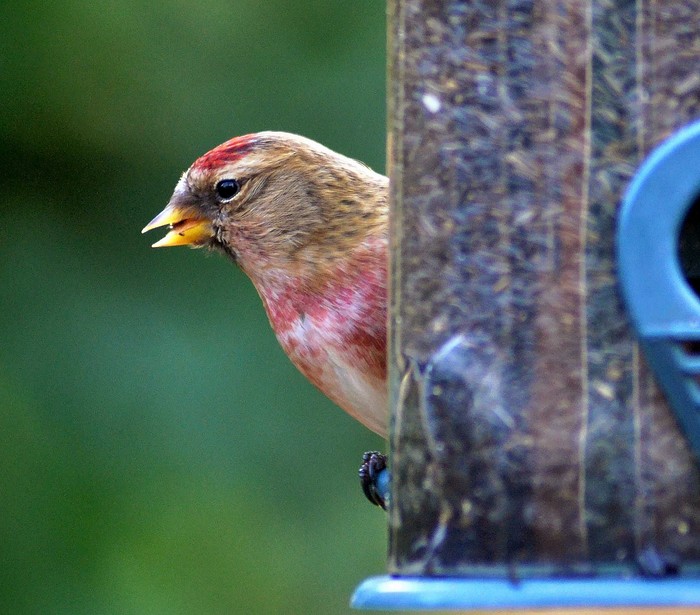 Lesser Redpoll