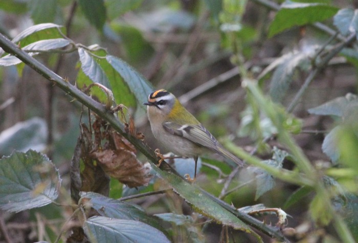 Firecrest