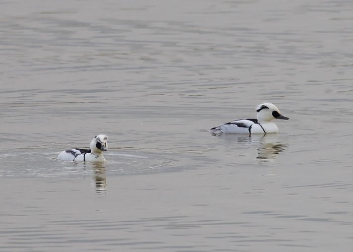 Smew