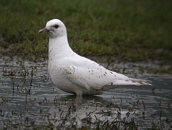 Ivory Gull
