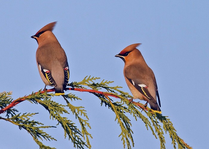 Waxwing