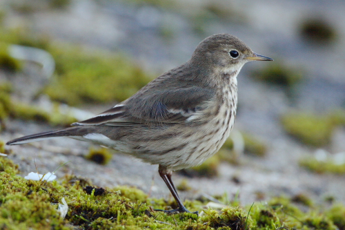 American Buff-bellied Pipit